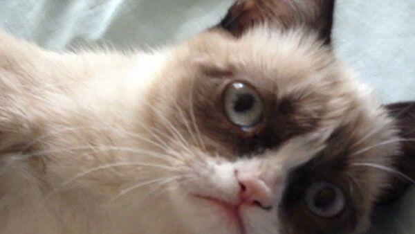 Kleine Berühmtheit im Internet: "Tard, the grumpy cat".