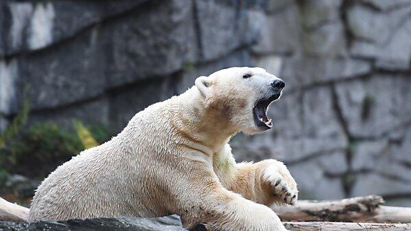 Eisbär Wolodja ist der Vater der Zwillinge
