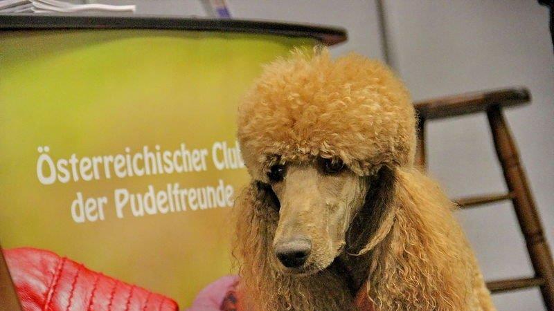 Haustiermesse Wels 2013