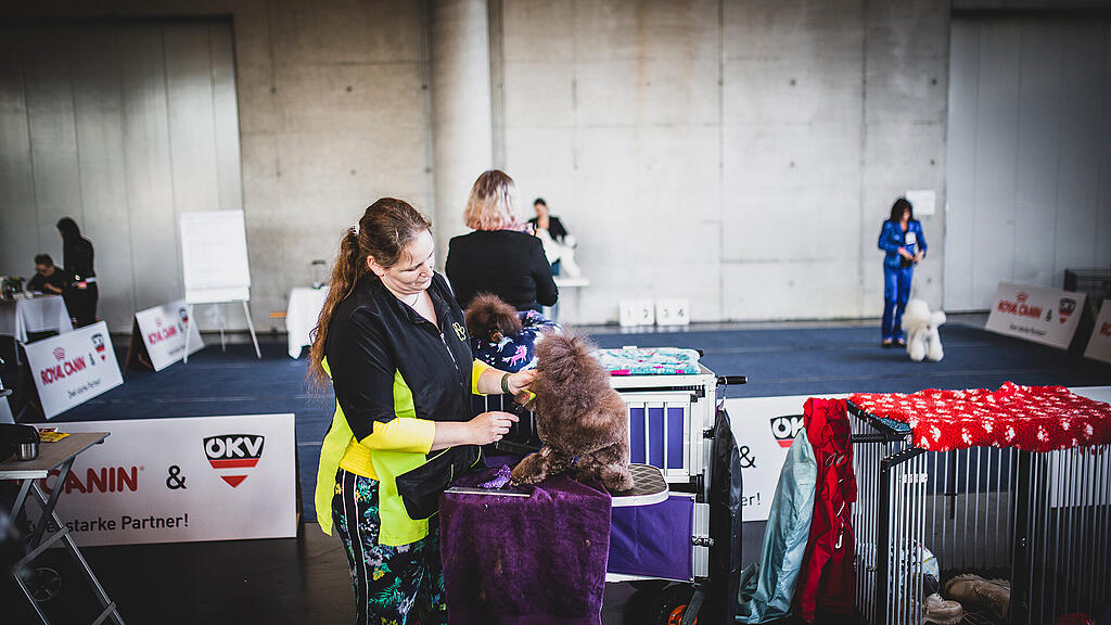 Rassehunde Ausstellung
