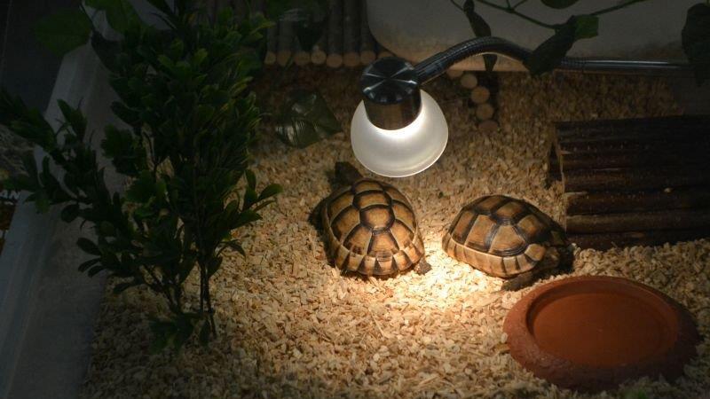 Leserreporter bei der Exotica Reptilienbörse in Wien