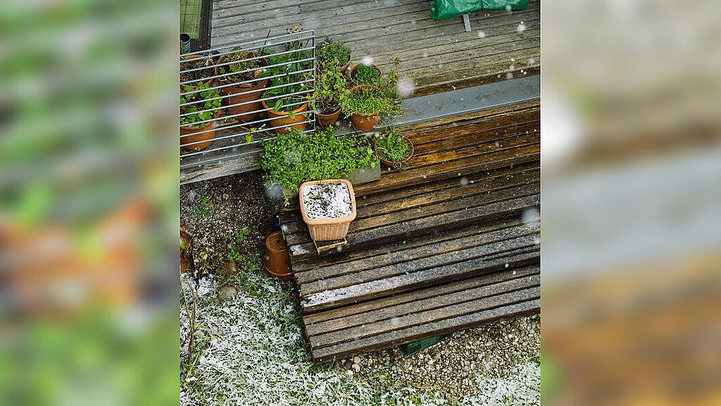 Schnee und Pflanzen im April