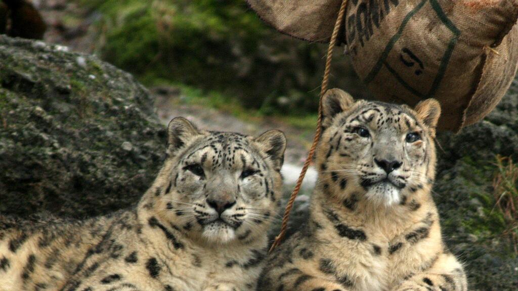 Die beiden Schneeleoparden verließen am Montag den Zoo Salzburg.
