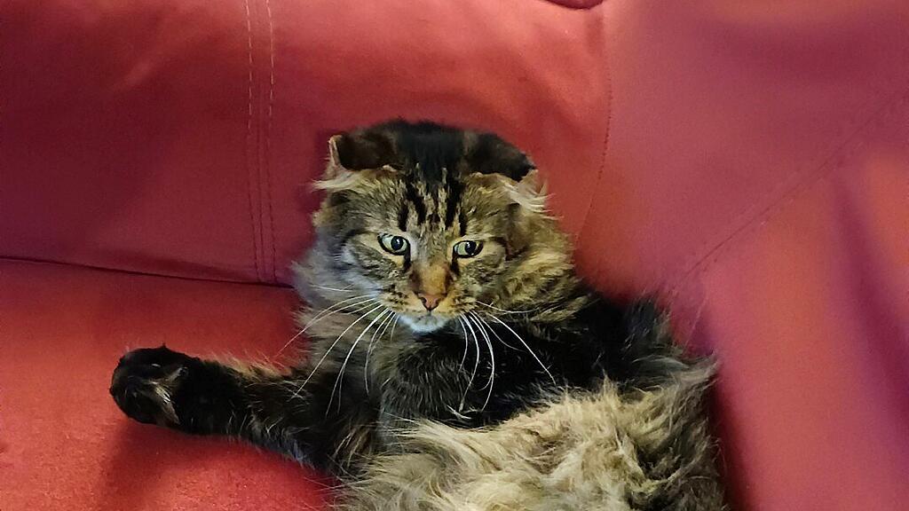 Weltkatzentag 2025