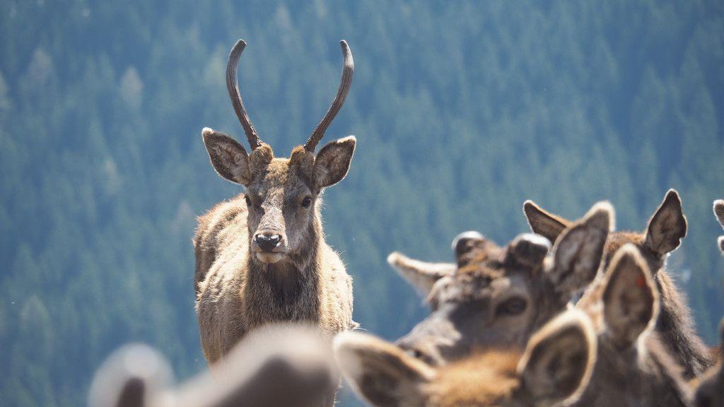 Zu Besuch beim Hirschflüsterer