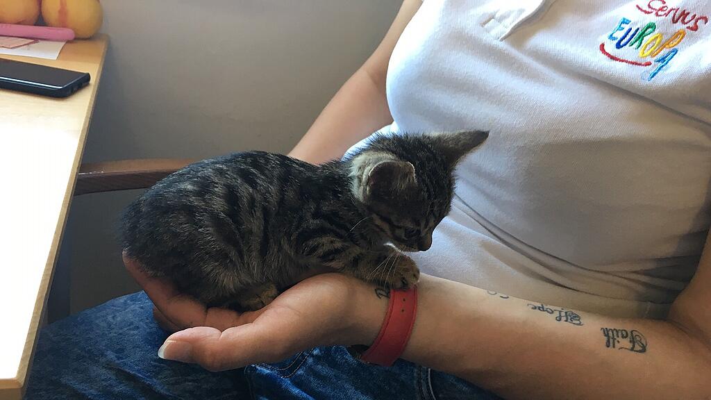 Mia, Katze in M\u00fclltonne
