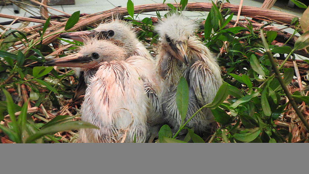 Seidenreiherbabys
