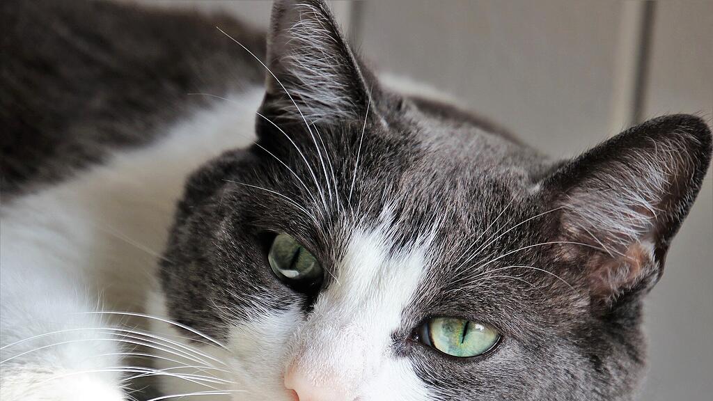 Katze, SB
