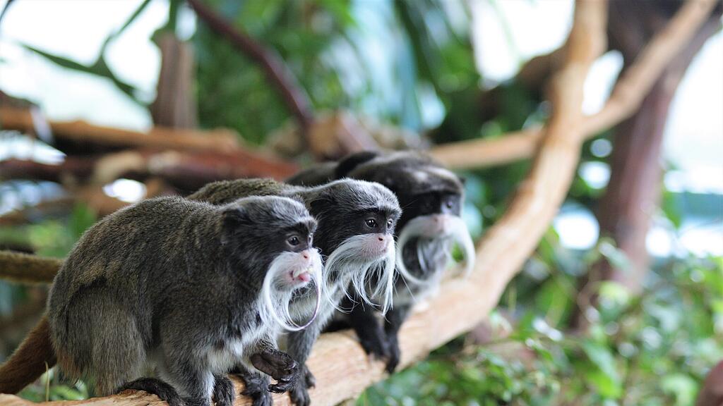 Kaiserschnurrbarttamarin Salzburg Zoo