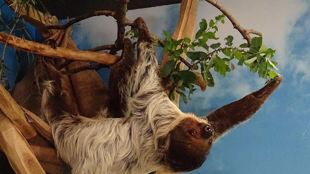 Gibbon