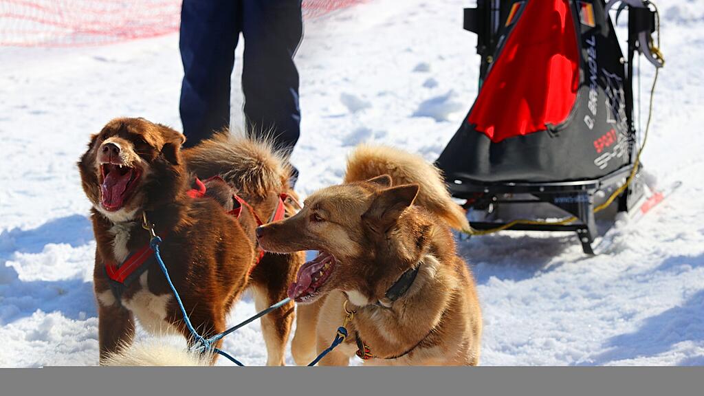 Schlittenhunderennen