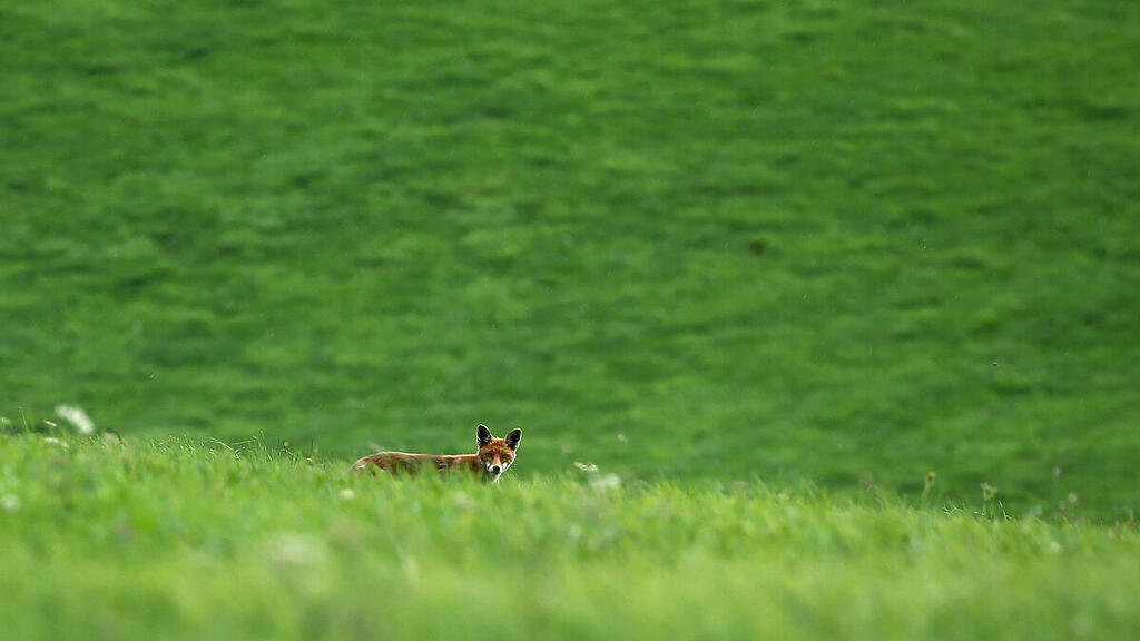 Auf der Wiese würde man Füchse erwarten