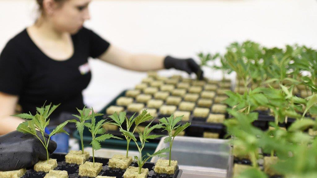 Legale Cannabiszucht