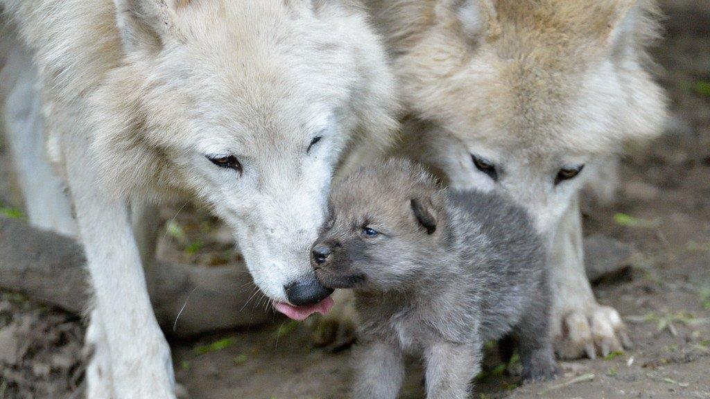 Nachwuchs: Arktische Wölfe in Schönbrunn haben fünf Babys