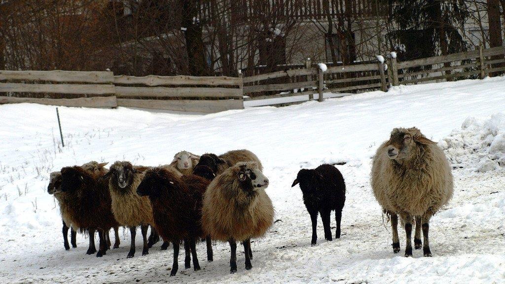 Winterspaziergang am Mondsee