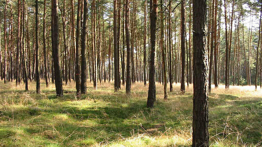 Das Risiko eines Waldbrandes in Salzburg nimmt zu.