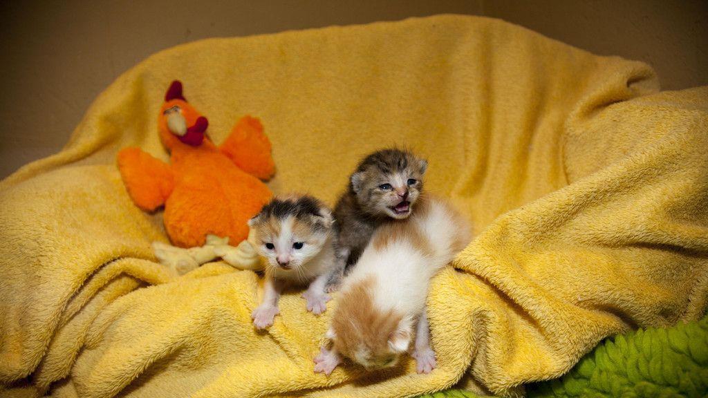 Gerettete Katzenbabys in Lochen