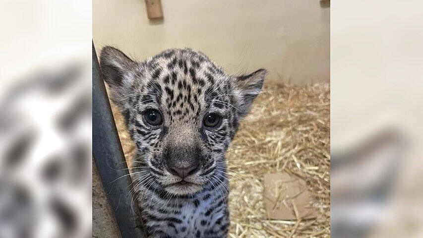 zoo salzburg jaguar