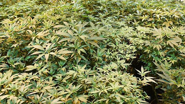 Rund 150 Pflanzen sichergestellt