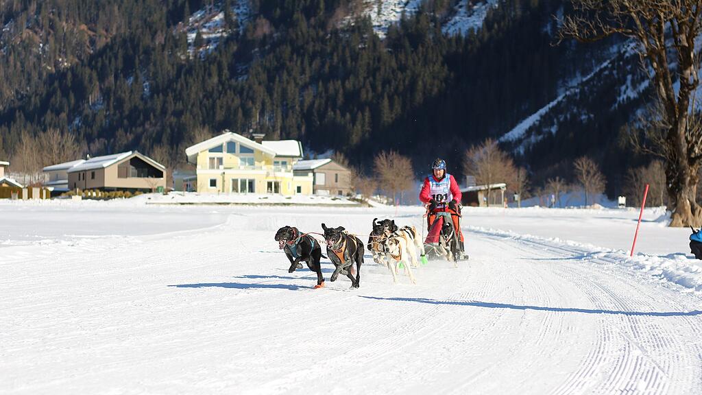 26. Schlittenhunderennen