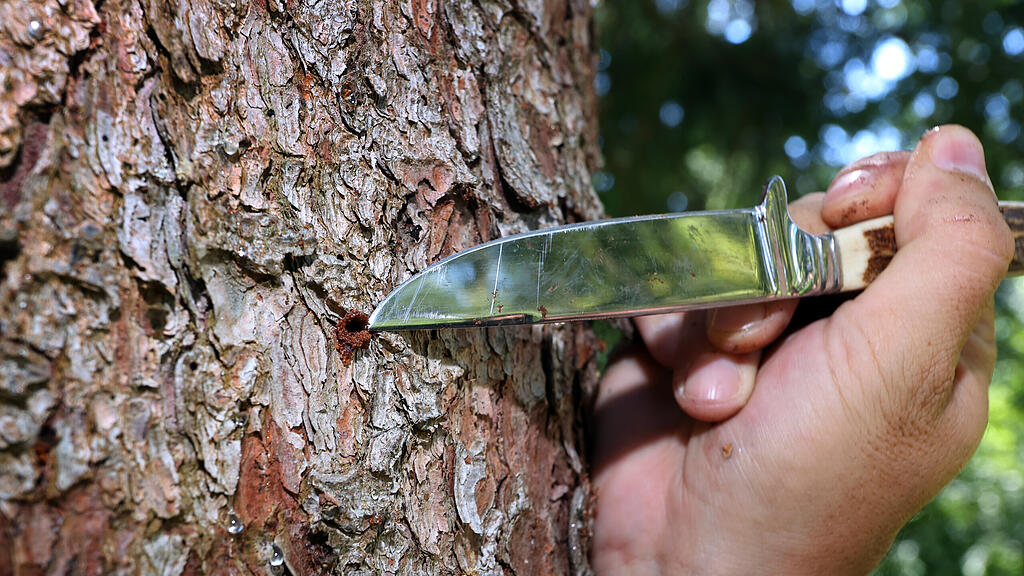 Borkenkäfer