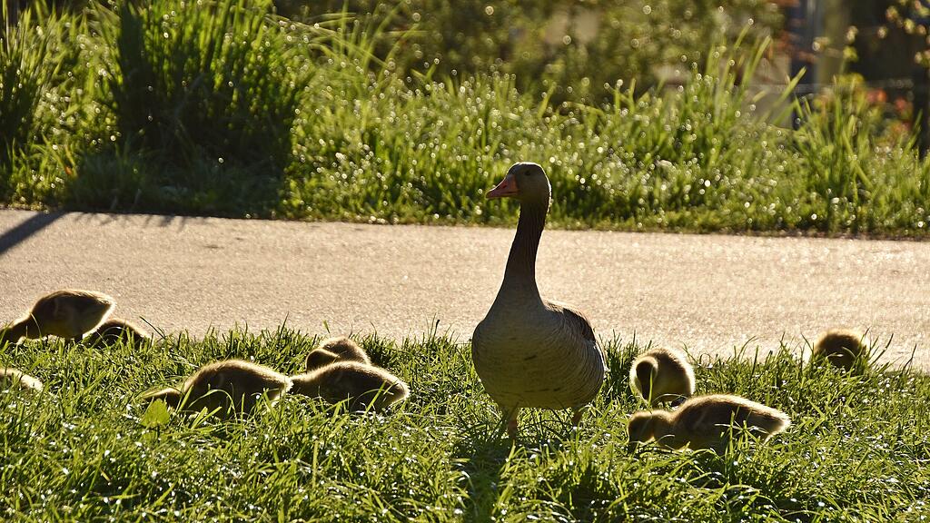 Enten Leopoldskron