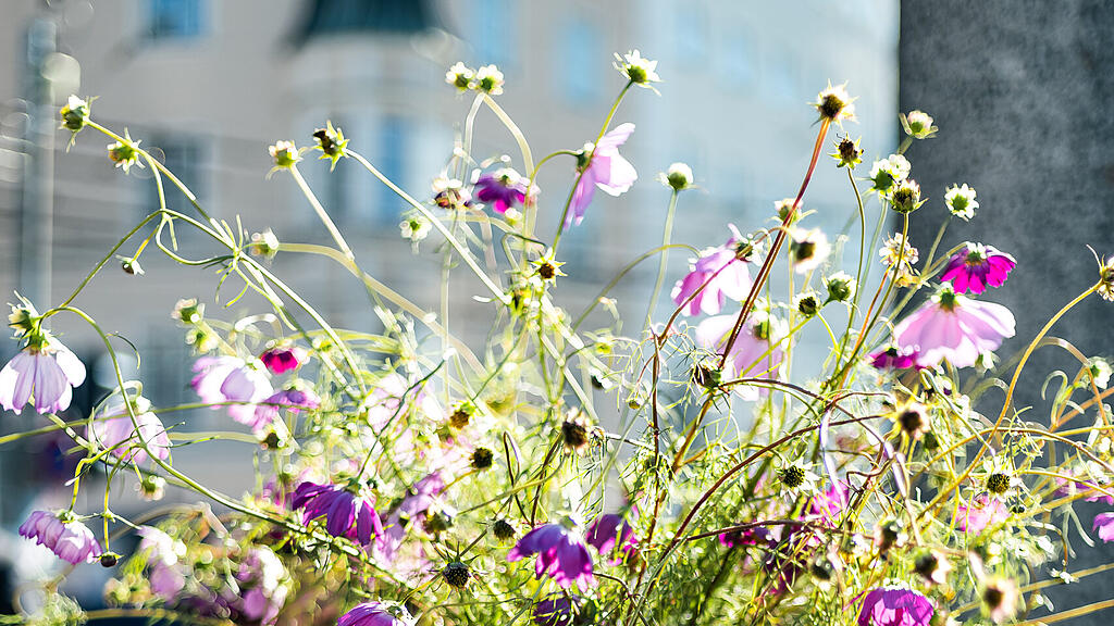 Flower Flashmob
