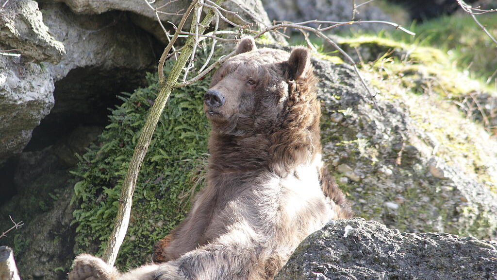 Braunbär Aragon