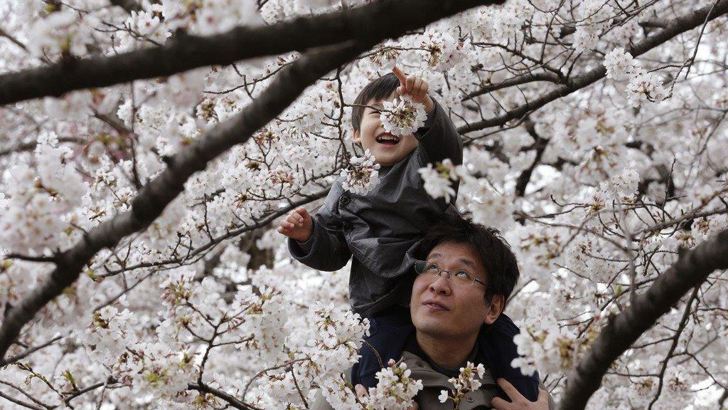 Kirschbäume in Japan in voller Pracht