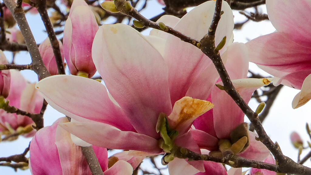 Magnolienbäume am Makartplatz