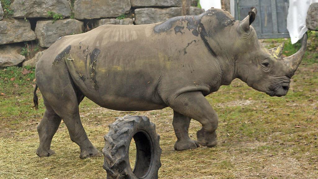 "Athos" spielt im Zoo