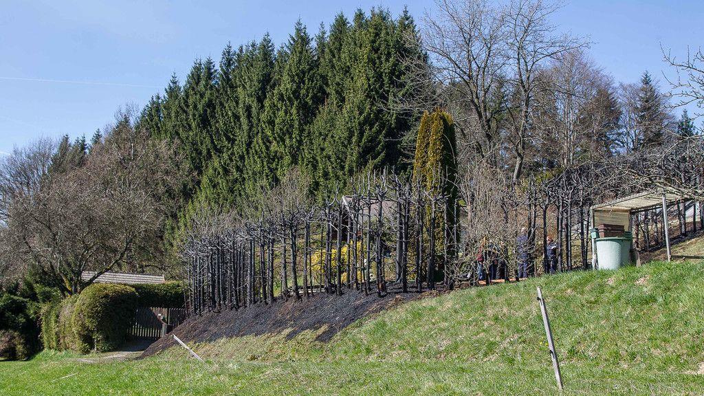 Heckenbrand in Henndorf