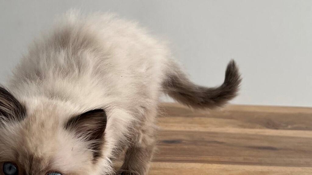Weltkatzentag 2024
