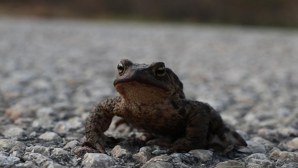 symb_frosch