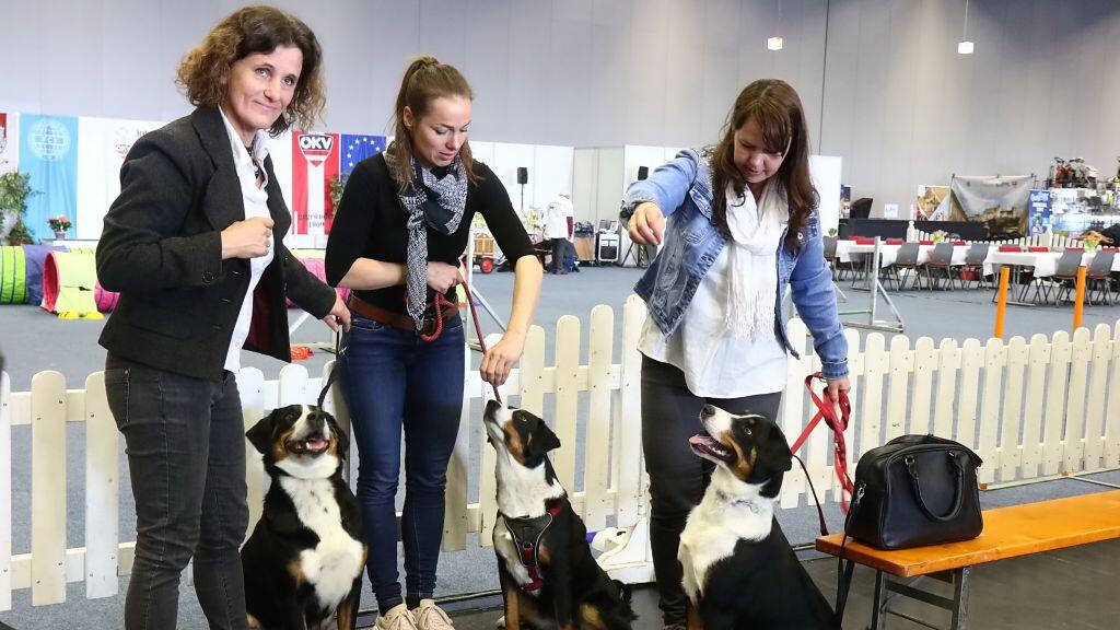Hunde-Messe in Salzburg