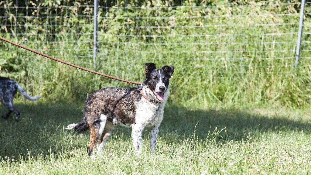 Neues Zuhause für Hunde in Lochen