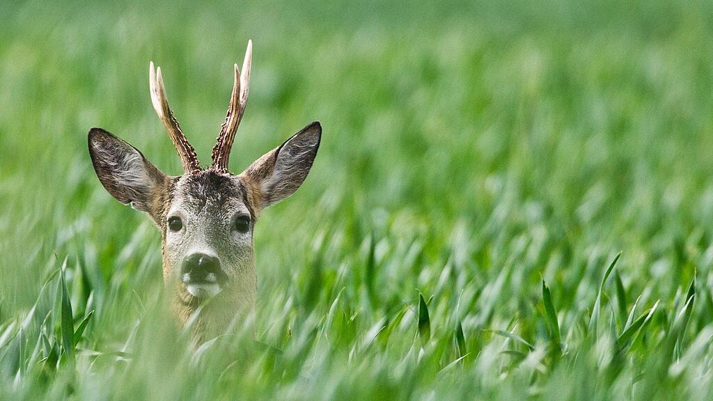 Ein Wilderer hat in Kuchl einen Rehbock erlegt.