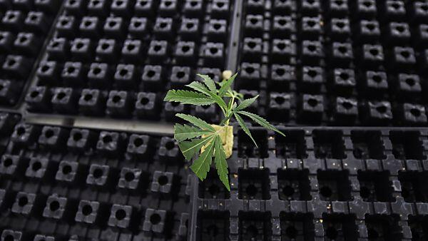 Die Männer sollen Marihuana und Ecstasy verkauft haben