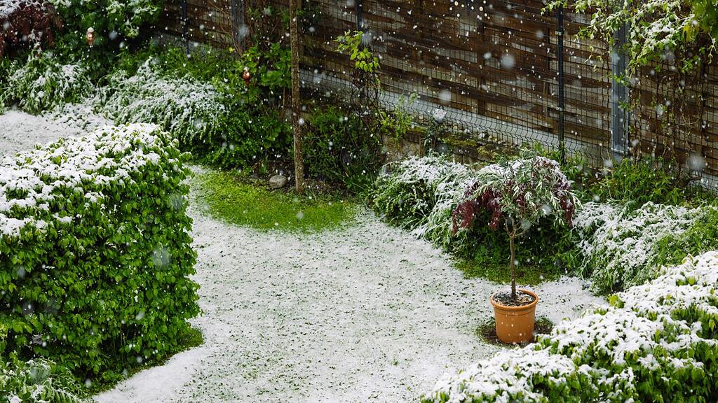 Schnee und Pflanzen im April