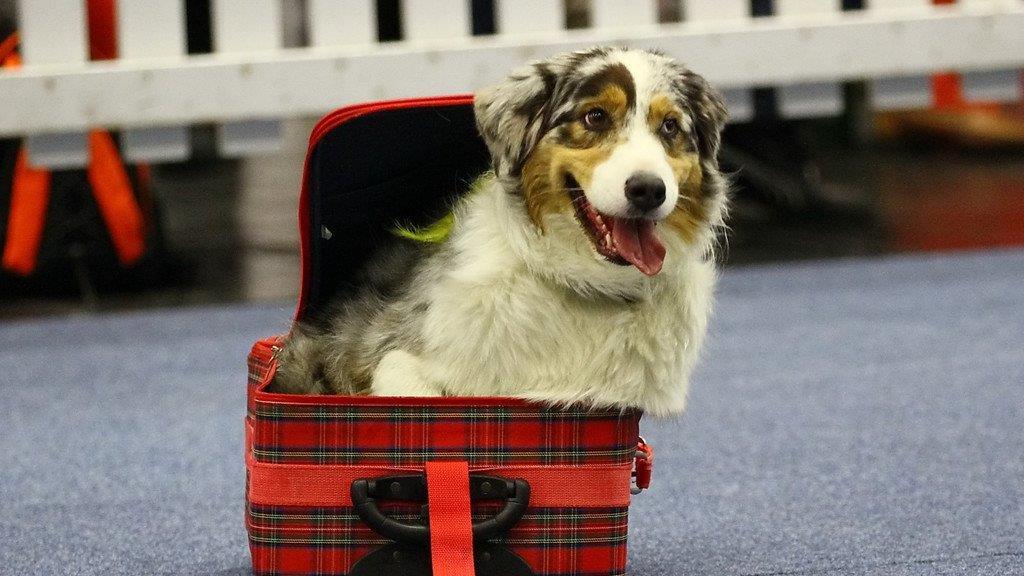 Festival der Hunde im Messezentrum Salzburg