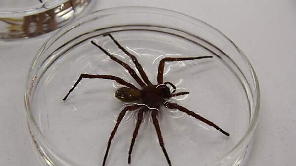 Die Spinne wurde Califorctenus Cacachilensis getauft