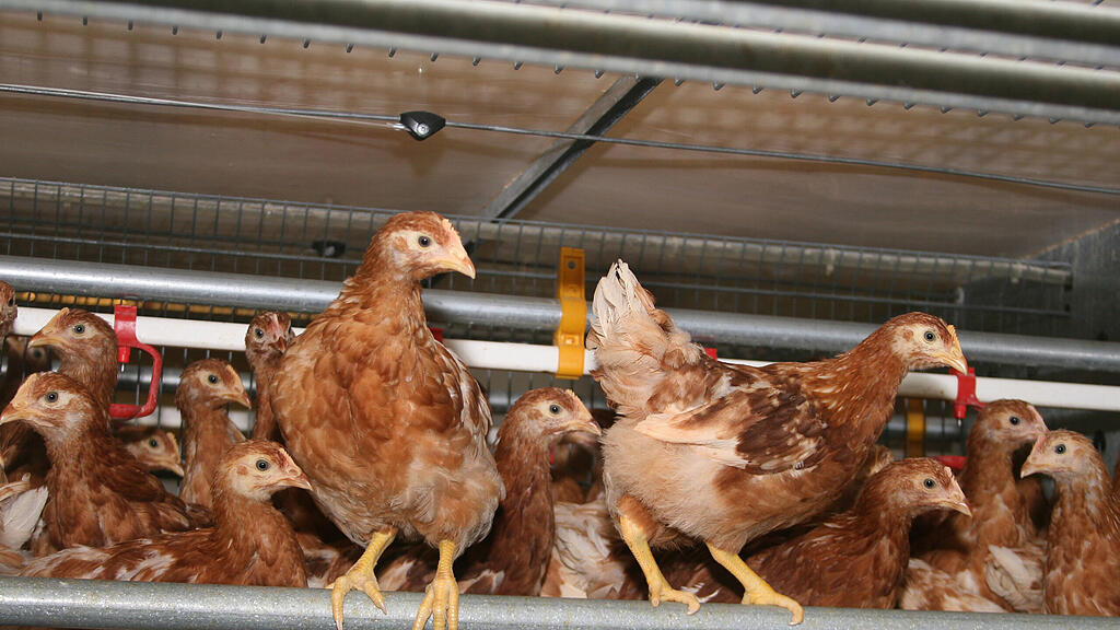 symb_huhn, symb_hühnerbetrieb
