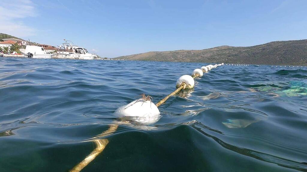 Tarantel, Kroatien