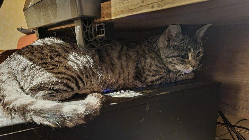Weltkatzentag 2022
