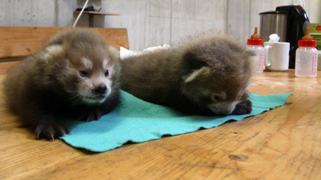 Rote Pandas im Salzburger Zoo werden von Hand aufgezogen