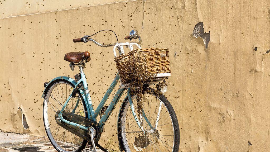 Bienen-Einsatz in Krems