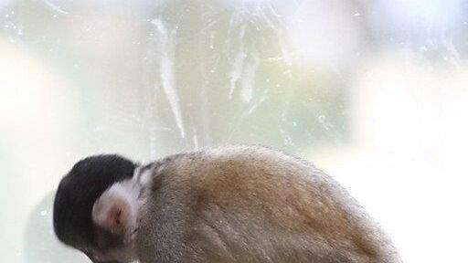 Bilder vom Nachtzoo