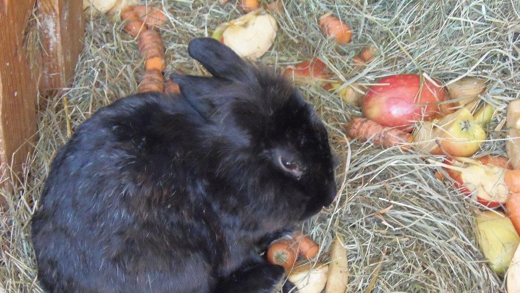 Impressionen der Tiere