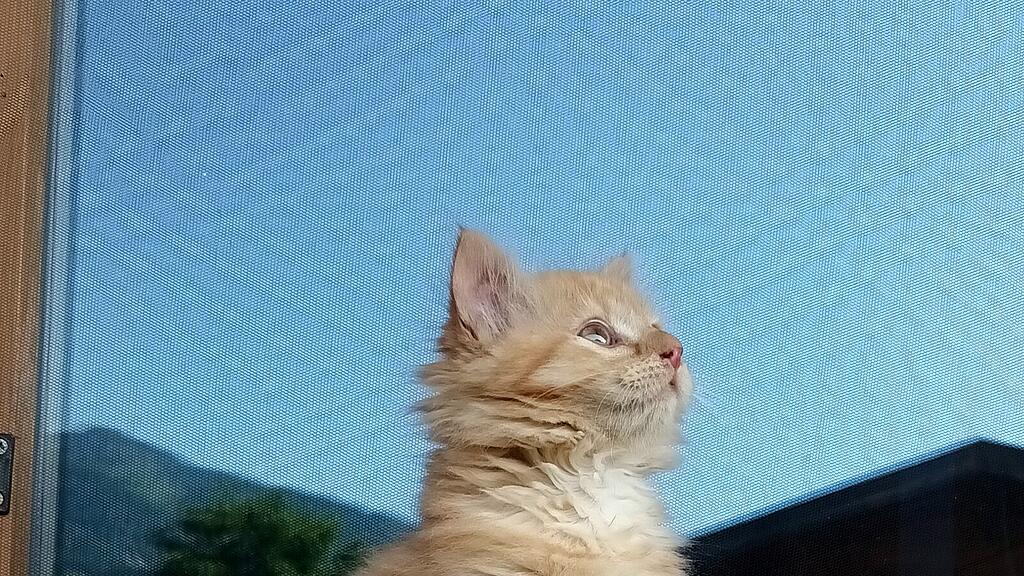 Weltkatzentag 2025