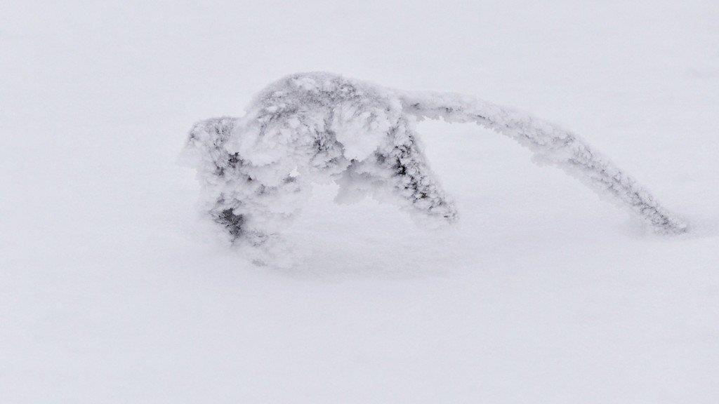 Winter im Flachgau: Gaisberg und Vorderfager